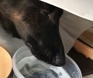Watch This Pup Drinking Water in Slow-Motion! Aww This Is Adorable!