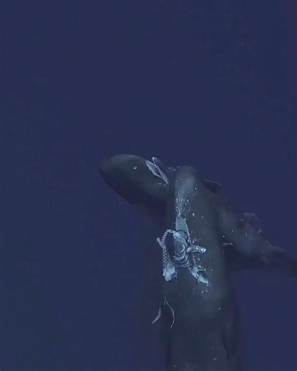 The Dark Side of Nature on Instagram: "A sperm whale flaunts a giant squid it has caught for dinner — a scene that reflects one of the most dramatic predator-prey relationships in the ocean. Sperm whales are known to dive to extreme depths, sometimes more than 2,000 meters (6,600 feet) below the surface, in search of large squid. Among their most formidable prey is the giant squid (Architeuthis dux), which itself can reach lengths of over 12 meters (39 feet) including the tentacles. Encounters b