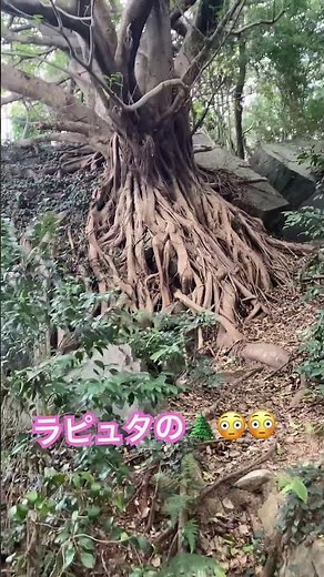 「衝撃映像」ラピュタの木が実在した😲😳 #ジブリ #天空の城ラピュタ #パワースポット #アニメ #日本 #japan #travel #youtubeshorts #studioghibli