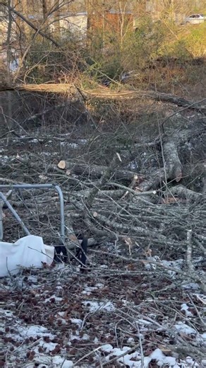 Ice storm knocked down these trees I decided to build my Garden beds! #mississippi #gardening