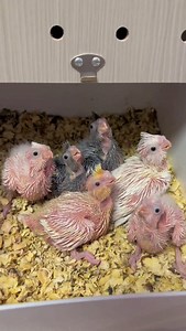 Fat cockatiel baby cockatiel Chengdu parrot hand-raised cockatiel hand-raised parrot cute parrot | Kasim Birds Farm