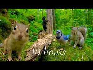10-hour Cat TV: Chipmunks, Squirrels and Blue Jays in a beautiful Forest 4K