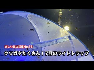 クワガタたくさん！7月のライトトラップ〜楽しい昆虫採集No.13〜