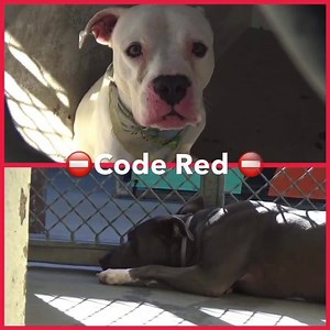 3.6K views · 243 reactions | CODE RED! ⁣ ⁣⁣ ⁣ NEED OUT or...