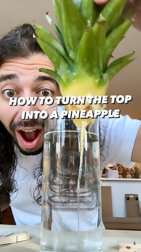 855K views · 5.6K reactions | How to grow pineapples.. with just a pineapple top from the store! 勞 . . . #pineapples #pineapple #plantbased #garden #gardening #plants #plantsofinstagram #healthyrecipes #upcycling #sustainability #diy #recycle #upcycle #howto #fruit #vegan #plantstagram #creativeexplained #cookinghacks #organicgardening #instadaily #tiktokstar | creative explained | Facebook