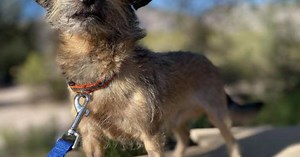 Pet Adoption - Tigger - Home & Family