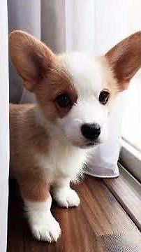 The cutest names for boy dogs 🐶
