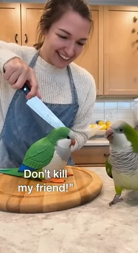 Part : 15 Prank_Parrot&Cake🦜🤣🍰😂 #funnyvideo #parrotcomedy #viralusa #fypusa #funny #AI #parrot | Mizopets