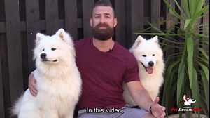 Pet Dreamland Exquisite Hands Free Double Leash for Two Dogs No Tangle. Premium Quality & Versatile Running Your Two Large Dogs. You Will Absolutely Love This Amazing Dual Dog Leash (Black & Red)