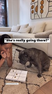 6.5M views · 22K reactions | This French bulldog is "pawfect" at tic-tac-toe!  https://gma.abc/3oi3HWv | Good Morning America | Facebook