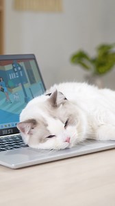 Meet the MSI Modern series: your ideal companion for work, play, and everything in between! 🌈💻 Whether you're conquering deadlines in your home office or enjoying downtime with your furry friend, this laptop seamlessly fits into your life. Embrace a tech-savvy lifestyle that's as versatile as you are. 🏡🐾 🌐: https://sg-store.msi.com/collections/modern #MSIModernSeries #LifeWithMSI #MSI | MSI Gaming