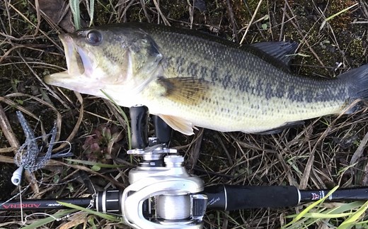 キャロライナリグの作り方と使い方を徹底解説！パーツ・アクションも解説