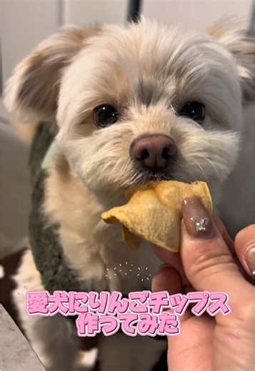 誰でも簡単りんごチップス作ったはずなのに、、 作り方 1.りんごの皮を剥いて、横向きにして丸く切る 2.100度に予熱したオーブンで40分焼く #ポメプー #手作り#りんご