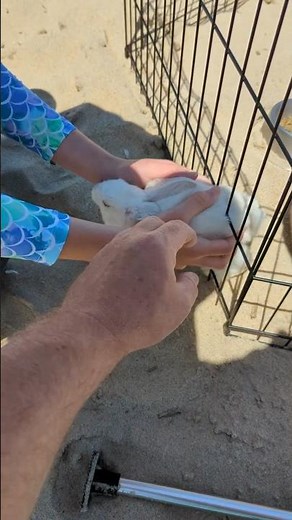 stuck White bunny rabbit escape at the beach