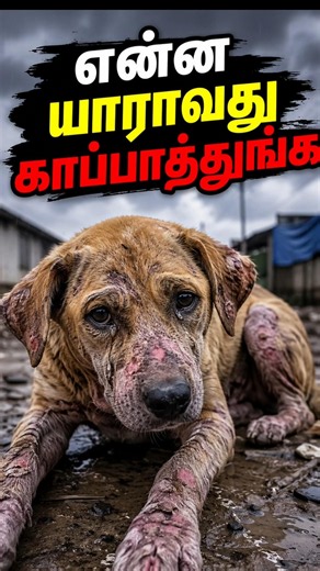 😭இந்த நாயின் நிலை உங்கள் கண்களில் கண்ணீர் வரவைக்கும்😢