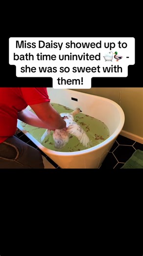 The babies were having their bath inside when Daisy came in to check on them… not to swim, not to cause chaos — just to meet the ducklings up close for the very first time. 🦆💛 A little confused, very curious, and incredibly gentle. Daisy knew exactly how to say hello. #duck #sweet #love #farmlife #happy