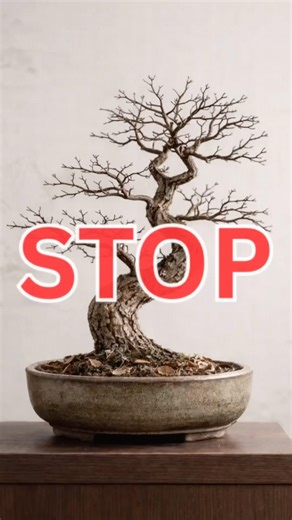 Is your #bonsai dying? #bonsaitreesforbeginners