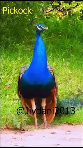 Pickock #DailyVlog #PickockLife #MiniVlog #Lifestyle #Aesthetic