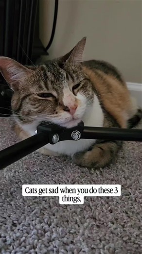 Do You Make Your Cat Sad? Signs Your Cat Is Unhappy
