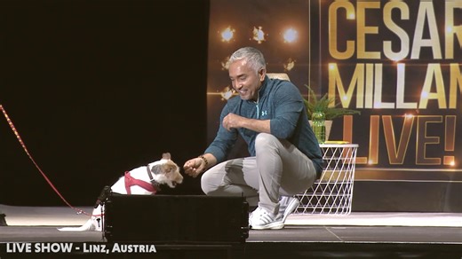 158K views · 1.6K reactions | Dogs can be over protective and fixated over things they want and this often happens with toys. The brain associates toys with play time. In this video, I explain how obsessive behavior starts with a dog's brain being controlled by their eyes. The key is connecting the dog back to nose, eyes, and ears and being aware of all surroundings so that they can listen and follow. | Cesar Millan | Facebook