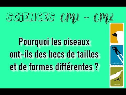 SCIENCES CM - Pourquoi les oiseaux ont-ils des becs de tailles et de formes différentes?