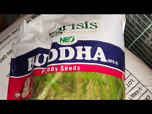 Agrisis budda paddy seeds verity 2025