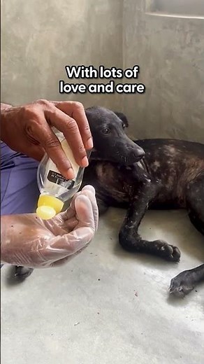 Dog Saved From Tar Barrel Looks Brand-New | The Dodo