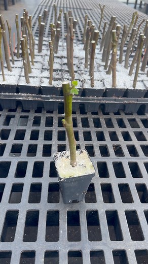 #figs #figtrees #figorchard #greenhouse #propagation | Lazy Dog Farm
