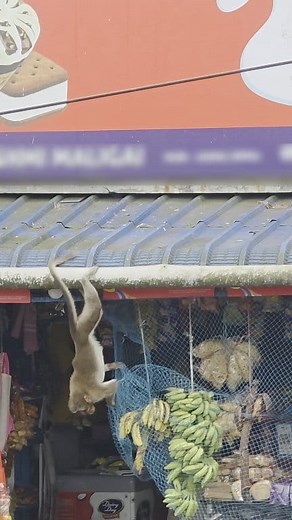 James bond return 🤣🐒 திருடர்கள் ஜாக்கிரதை odirra கைப்புள்ள 😝😁 #vadivelu #jamesbond #jamesbond007 #007Bond #monkeys #TheftCase #banana | Noushadmon