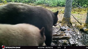 28K views · 328 reactions | This is a rare video of purring bear cubs taken by our cams!. Please turn up your volume :) A mother bear happened to lay down below our camera and suckle her cubs for 6 minutes. The cubs purred the whole time. Love how the bears "talked" when they got up to leave :) Edited to 2 minutes long. | Bear Country Wildlife | Facebook
