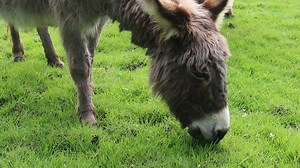 Donkey, Pasture, Graze. Free Stock Video