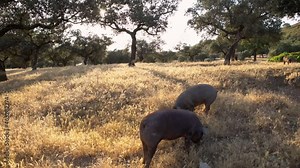 Black Iberian pigs grazing through the oak trees in grassland Extremadura. Spain dehesa landscape. Spanish hogs in field a day of winter. Agricultural farm-Dan