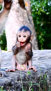 472K views · 10K reactions | Sweetie baby..! Little cutest newborn baby monkey very cute | Monkeys Daily | Facebook