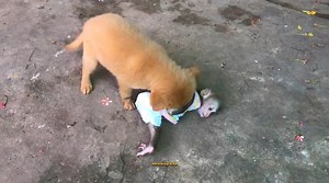 10K views · 145 reactions | Playtime Adorable Baby Monkey Ella With Cute Puppy 殺 | Baby Monkey Life | Facebook