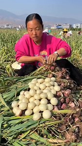 I don't know if these are onions or garlic | amazing garlic Harvesting by Rural Farmer #farming #Amazing #onion #garlic #harvest #reels #reelsviralシ #viralreelsシ #fpyシ | Satyam creater