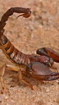 ¿Todos los alacranes son venenosos? Te decimos como identificarlos #IUSAsesores #Noticias