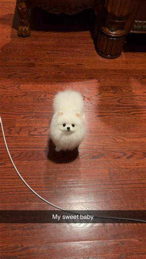Squeaky Dog Toy for Pomeranian: Best Picks & Tips