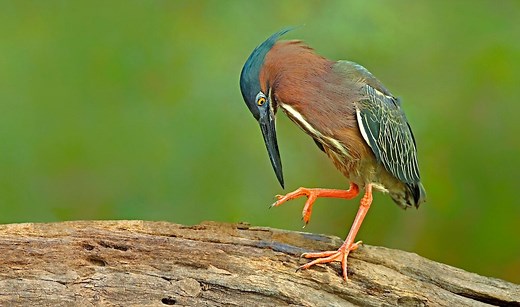 Fancy Footwork: All About Bird Feet
