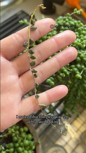 String of Pearls Propagation/ Rescue #waterpropagation #succulentpropagation #plantcaretips #plants