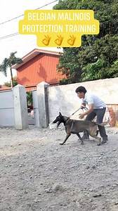 200K views · 1K reactions | Heizhen K9 Training Service / Dog Training/Trainer, Breeding and Whelping #dogtraining #belgianmalinois #protectiondog | Heizhen K9 Training Service, Dog Trainer & Dog Show Handler | Facebook