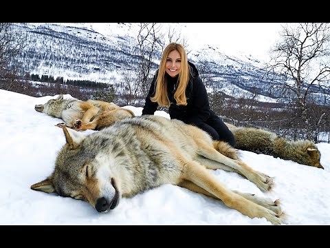 THE LARGEST WOLVES I'VE EVER MET!