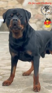 Padre de nuestra Camada ( B ) CH QU VOM FINDBERG 🏆 Campion Germany Champion A.D.R.K BH/VT, IGP 3, ZTP (ADRK) #rottweilerscriaselectiva #linajedelacortecanina | Rottweilers De La Corte Canina