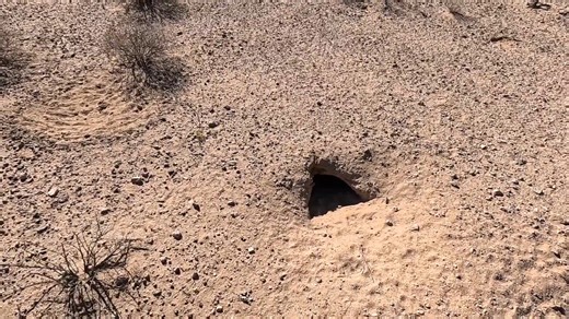Why desert tortoises behaved strangely and what officials missed