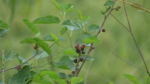 Morus alba, known as white mulberry, common mulberry and silkworm mulberry, is a fast-growing, small to medium-sized mulberry tree which grows to 10–20 m tall. 4k clip
