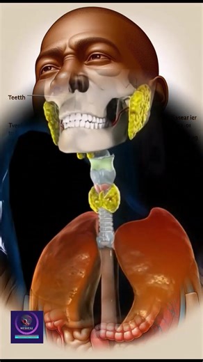 299K views · 5.2K reactions | Journey of Food |Through the Human Digestive System. #digestivesystem #3danimation #medicalanimation #healthanimation #foryou #fbreelsfypシ゚viralfbreelsfypシ゚viral | Medical Animation Media | Facebook