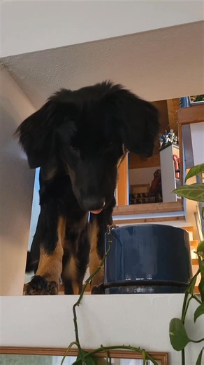 5.5K views · 147 reactions | Liebe Lexi, würdest du bitte die Güte haben und hier nicht direkt runter springen 﫣 Danke  Dein Frauli  | Working-Hovi 'von der Schwalbenwand' | Facebook