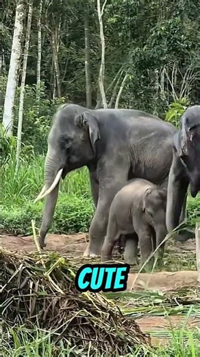 Baby Elephant Chaos: Best Highlights😂 #babyelephant #funnyanimals #humor