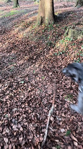 🪵🐶🐾 #weimaranersoftiktok #weimaranerlife #weimaranerblue #weimaranerpuppy #dogsoftiktok #weimaranerlove #mumdog #doggo