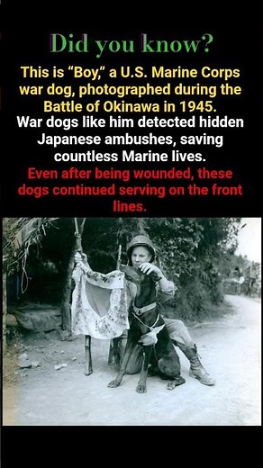 Did You Know? War Dogs of Okinawa Saved Marine Lives | WWII Pacific War #ww2