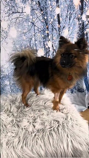 Video of adoptable pet named Kringle